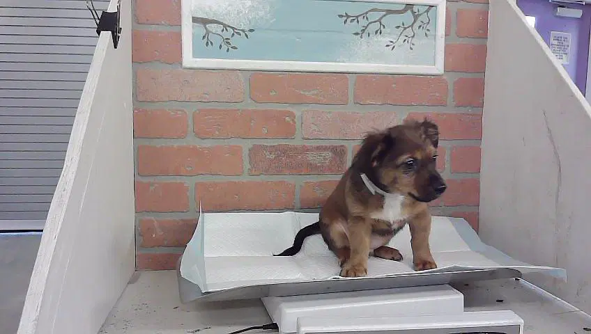 Martin - Chihuahua