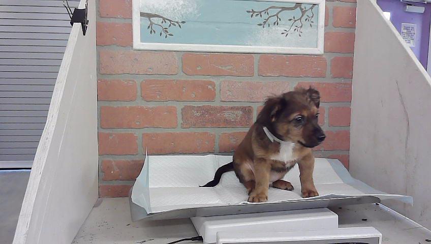 Martin