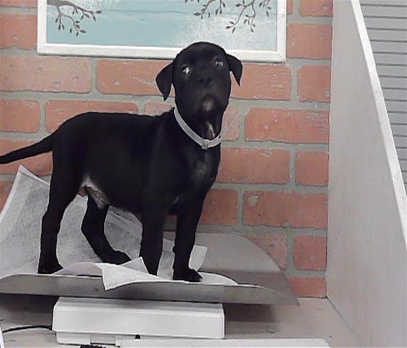 Duke