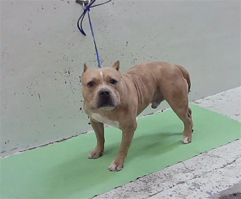 Canelo - Staffordshire Bull Terrier