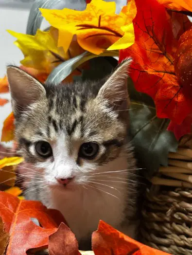 Starscream - Domestic Short Hair