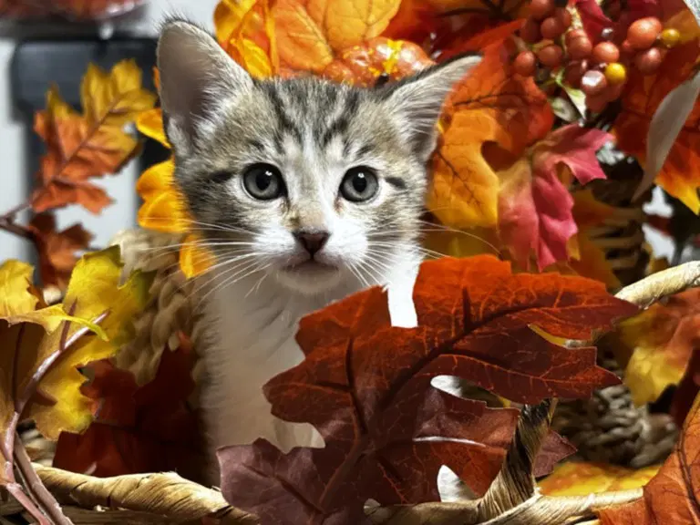 Princess - Domestic Short Hair