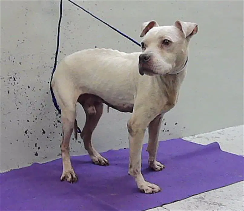Bodicious - Pit Bull Terrier