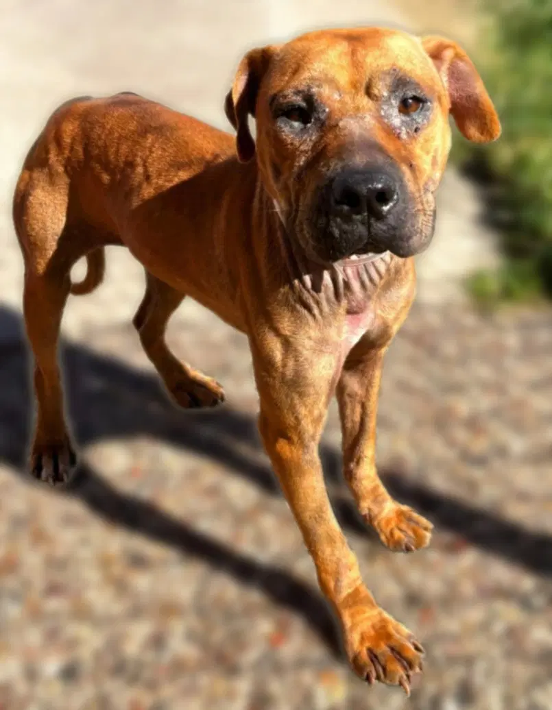 Lauren - American Staffordshire Terrier