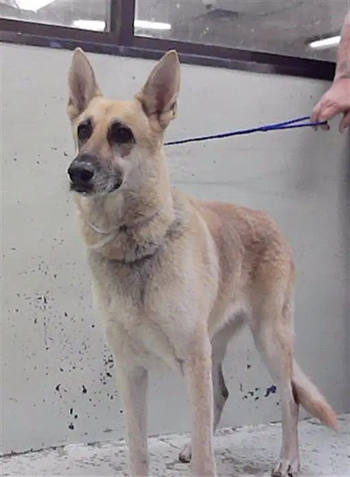 Tanya - German Shepherd Dog