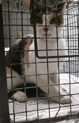 Jewel - Domestic Short Hair