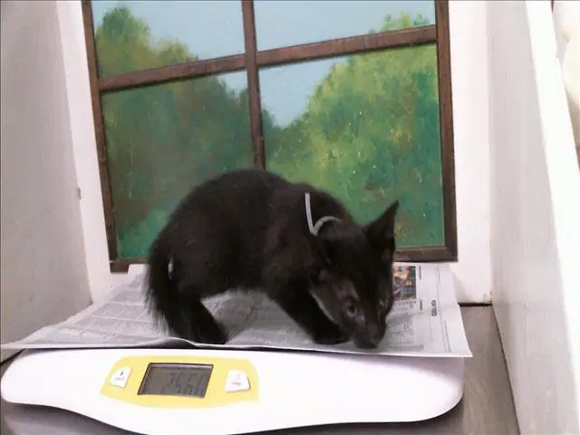 Bravo - Domestic Short Hair
