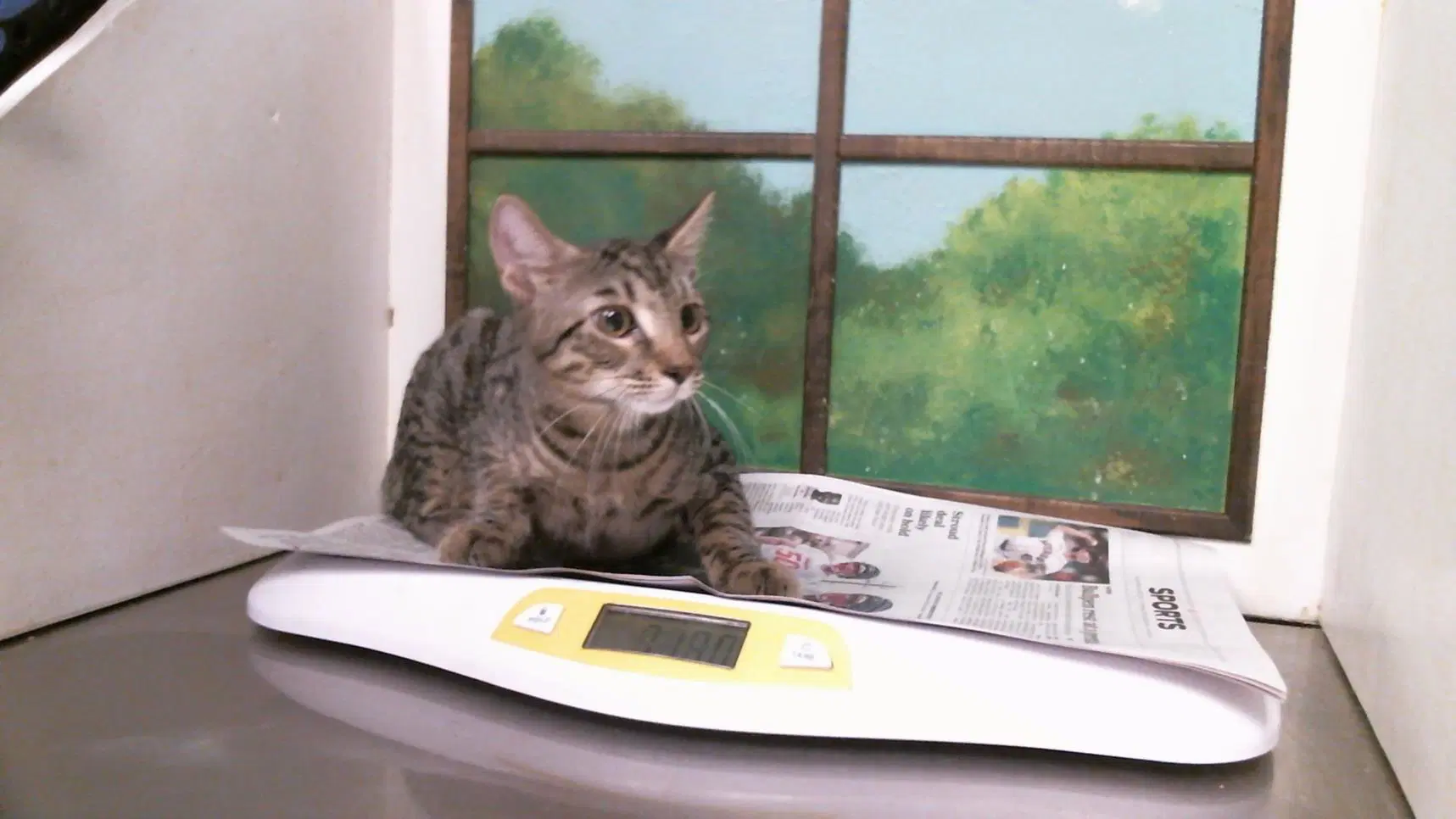 Sammy - Domestic Short Hair