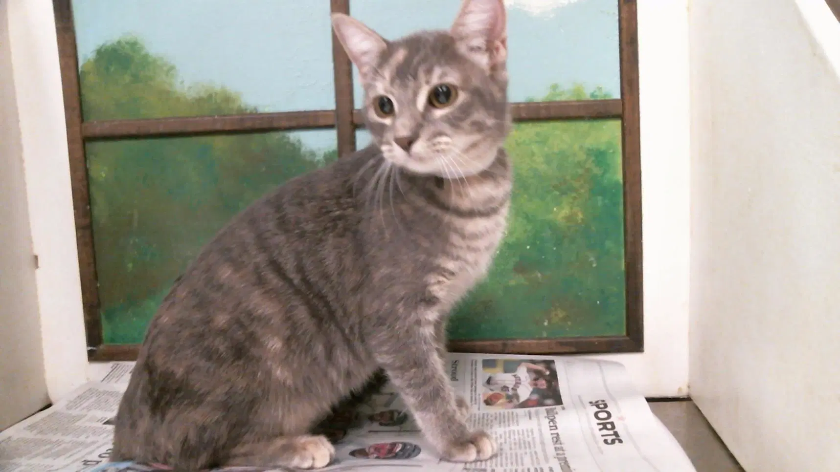 Carly - Domestic Short Hair