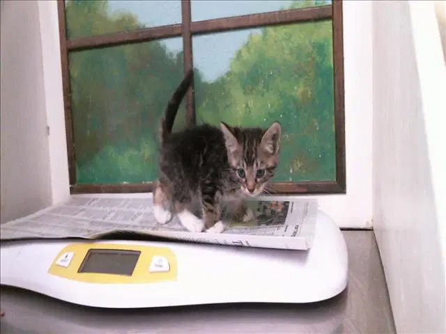 Unknown - Domestic Short Hair