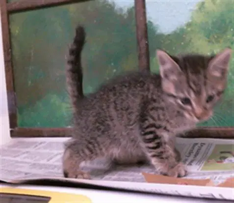 Unknown - Domestic Short Hair