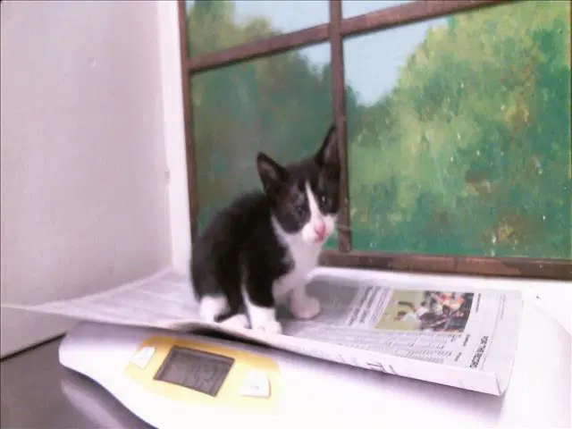 Unknown - Domestic Short Hair