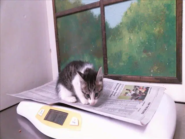 Unknown - Domestic Short Hair
