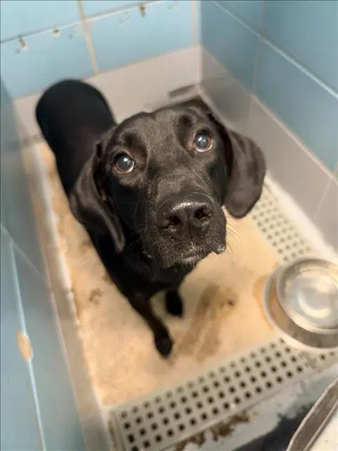 Unknown - Labrador Retriever