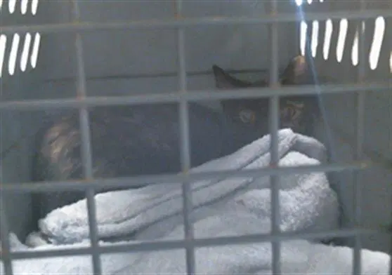Unknown - Domestic Short Hair