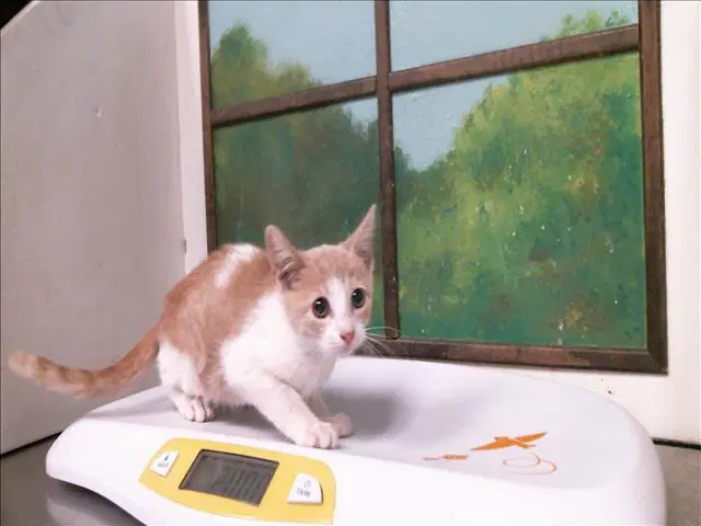 Unknown - Domestic Short Hair