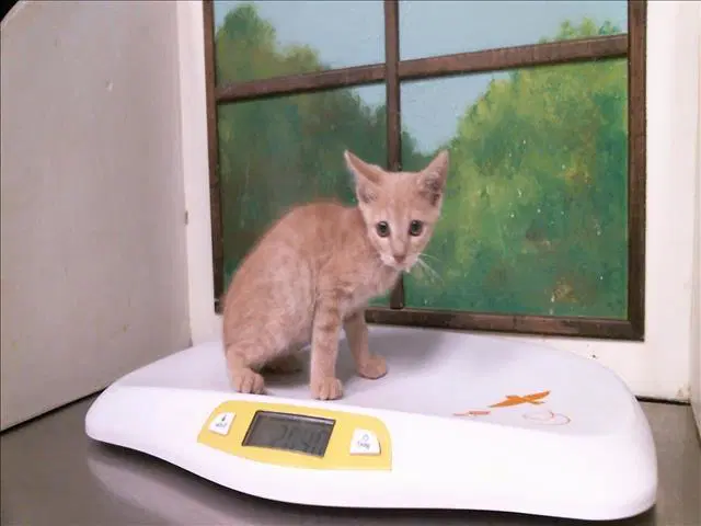 Unknown - Domestic Short Hair