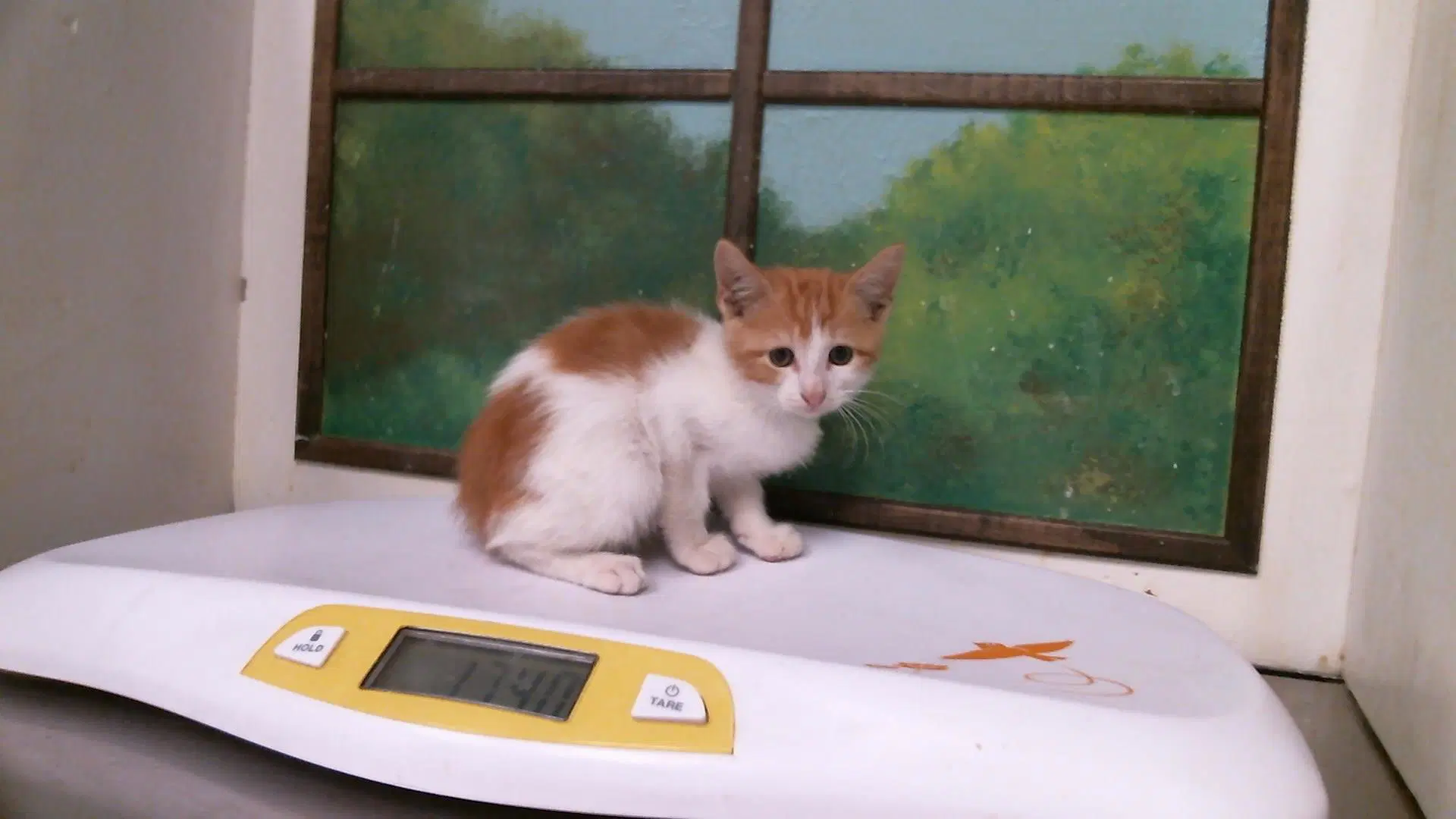 Unknown - Domestic Short Hair