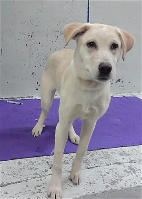 Mercedes - Labrador Retriever