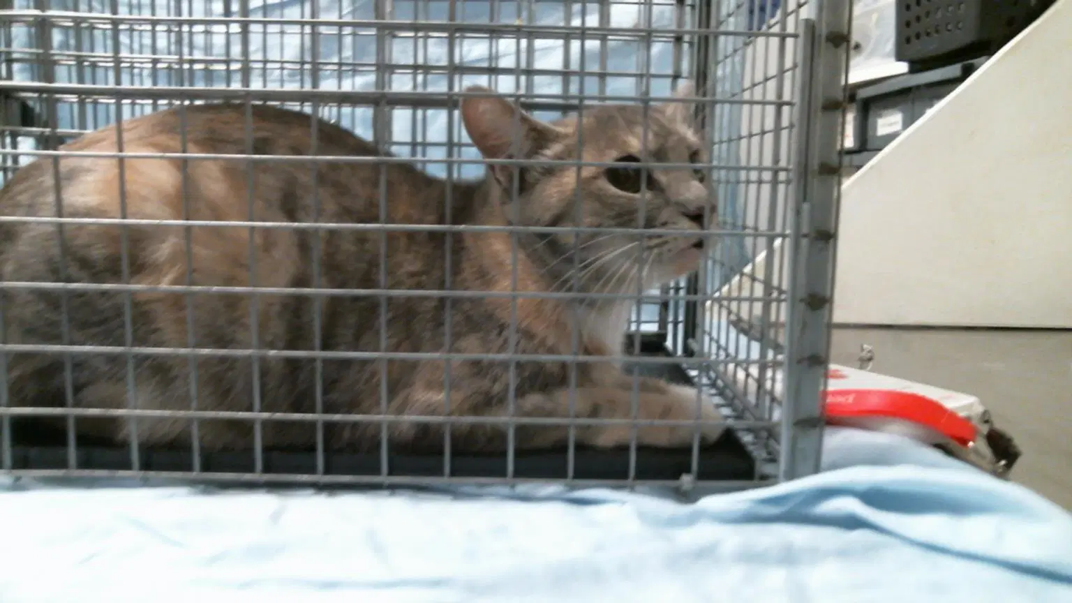 Unknown - Domestic Short Hair