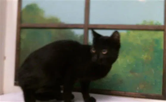 Unknown - Domestic Short Hair