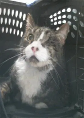 Millie - Domestic Short Hair