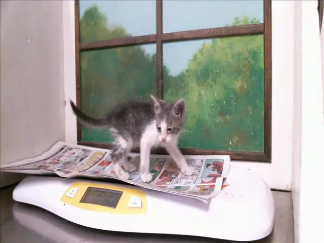 Oliver - Domestic Short Hair