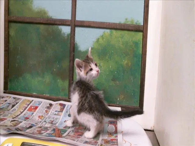 Barnaby - Domestic Short Hair