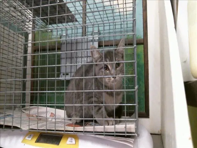 Luna - Domestic Short Hair