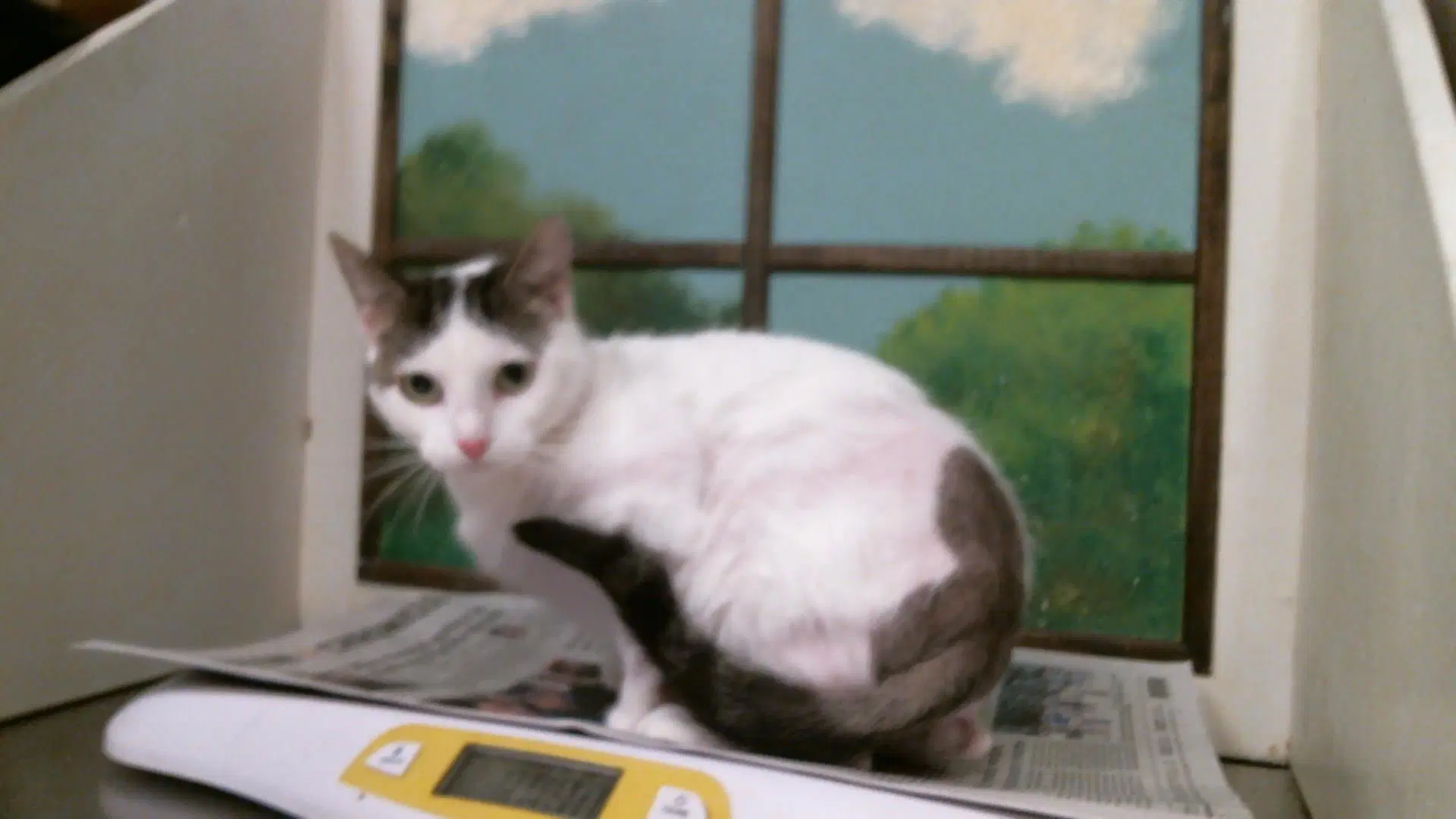 Rain - Domestic Short Hair