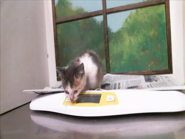 Unknown - Domestic Short Hair