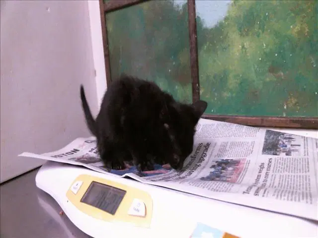 Oscar - Domestic Short Hair