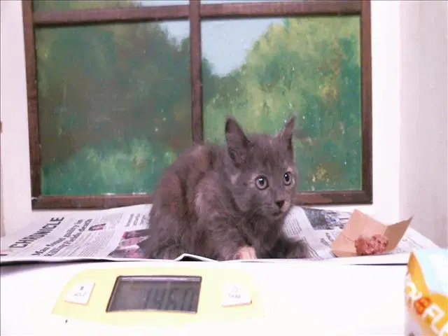 Luna - Domestic Short Hair