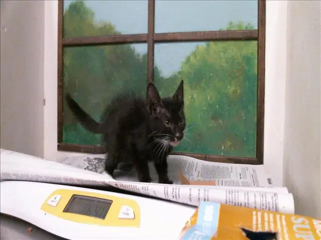 Oliver - Domestic Short Hair