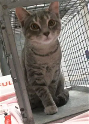 River - Domestic Short Hair