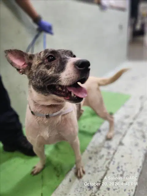 Unknown - Australian Cattle Dog/Blue Heeler