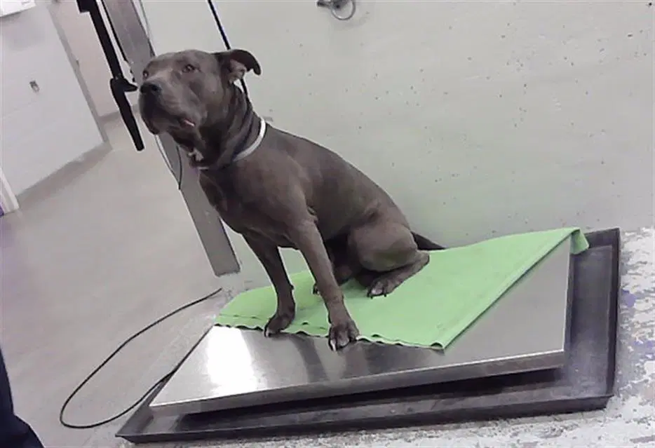 Cyrus - Staffordshire Bull Terrier