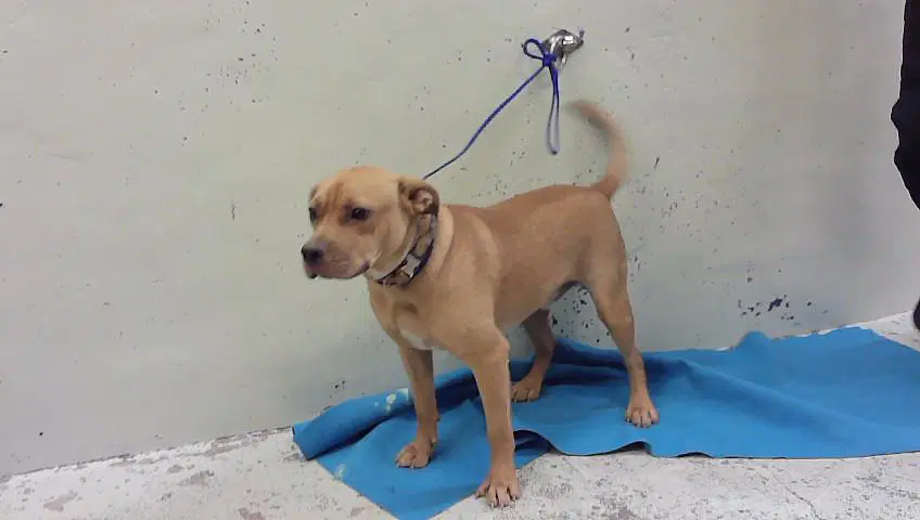 Unknown - Staffordshire Bull Terrier