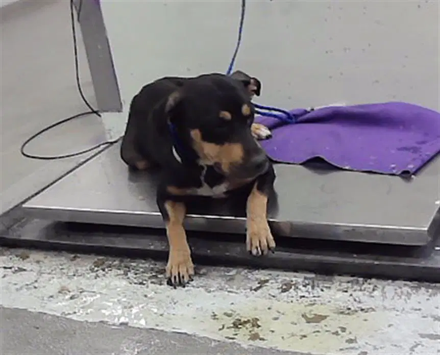 Unknown - German Shepherd Dog