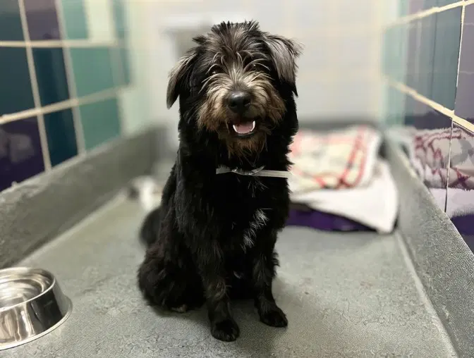 Rumi - Schnauzer