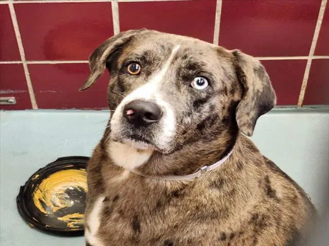 Blazee - Catahoula Leopard Dog