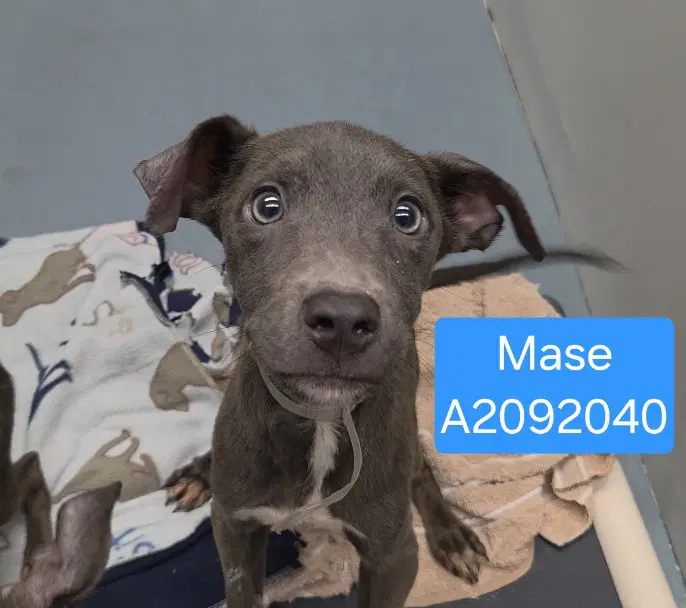 Mase - Staffordshire Bull Terrier