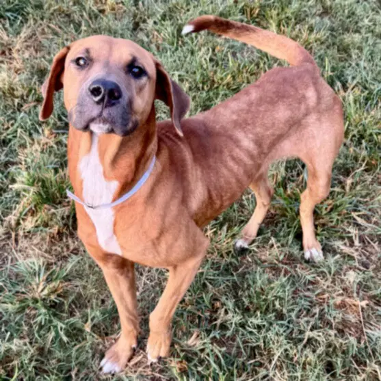 Red - Rhodesian Ridgeback