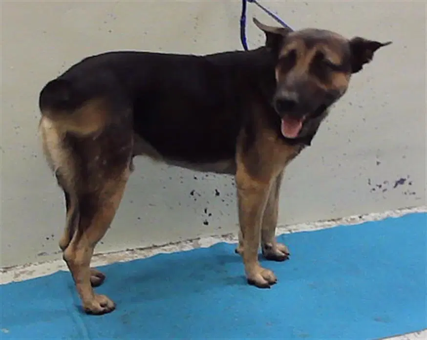 Goose - German Shepherd Dog