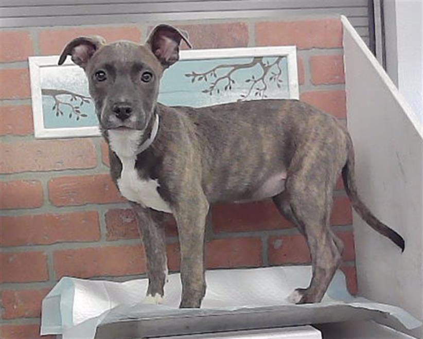 Max