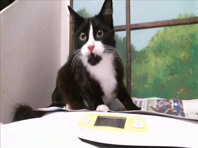 Oliver - Domestic Short Hair