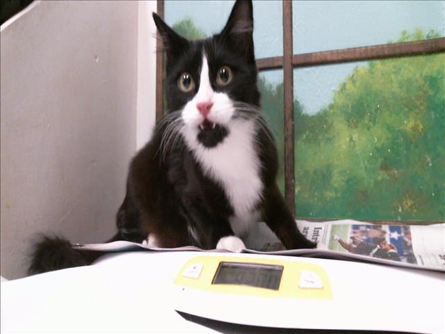 Oliver