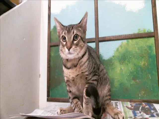 Gonzo - Domestic Short Hair