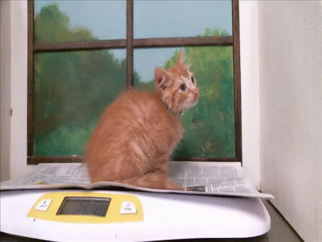 Oliver - Domestic Short Hair
