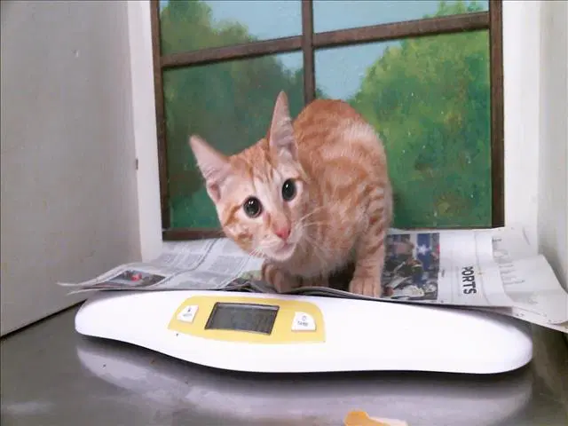 Kevin - Domestic Short Hair